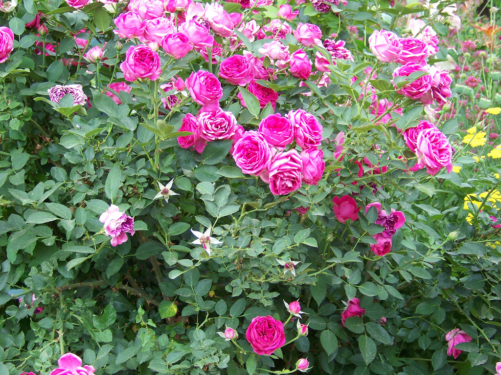 About the Rambling Rose About Rose Seiler Scott